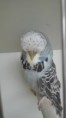 /album/vogels/a12336217-1225338647481733-682284788-n-jpg/